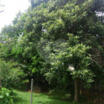 Terreno à venda em Casa Verde, São Paulo, SP