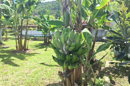 Chácara à venda com 4 quartos, sendo 1 suíte, em Taiaçupeba, Mogi das Cruzes, SP