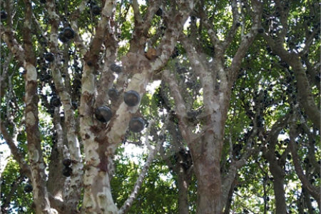 Chácara à venda com 3 suítes em Chácaras Copaco, Arujá, SP