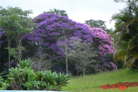 Chácara à venda com 5 quartos em Volta Grande (são João Novo), São Roque, SP