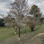 Sítio à venda com 4 quartos no Centro, Araçoiaba da Serra, SP