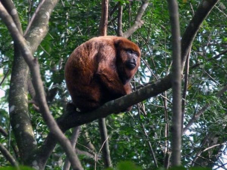 Ecoturismo na Serra da Cantareira: descubra um dos maiores refúgios naturais de São Paulo