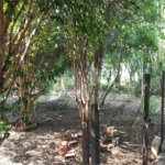 Chácara à venda com 3 quartos, sendo 1 suíte, em Parque das Bandeiras, Indaiatuba, SP