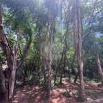 Apartamento à venda com 2 quartos em Vila Haro, Sorocaba, SP