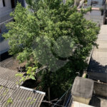 Terreno à venda em Vila Mazzei, São Paulo, SP