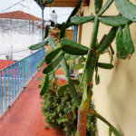 Sobrado à venda com 3 quartos em Tremembé, São Paulo, SP