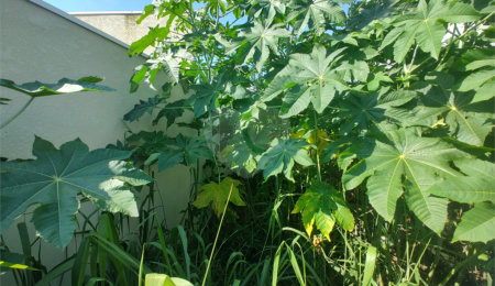 Terreno à venda em Nova Cerejeira, Atibaia, SP