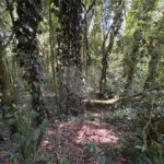 Terreno à venda em Serra da Cantareira, Mairiporã, SP