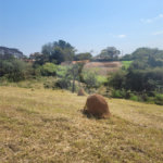 Terreno à venda no condomínio Acmti - Colinas do Mosteiro, Terras de Itaici e Recanto dos Pássaros, Indaiatuba - SP