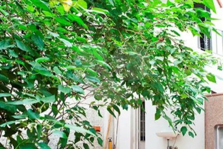 Apartamento à venda com 3 quartos em Santana, São Paulo, SP