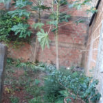 Casa Térrea com 3 dormitórios, sendo 1 suíte.