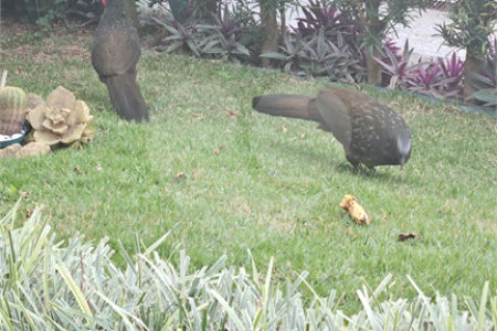 Casa Térrea à venda com 4 quartos, sendo 1 suíte, em Jardim Centenário, Atibaia, SP