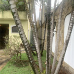 Sobrado à venda com 4 quartos, sendo 3 suítes, em Planalto Paulista, São Paulo, SP