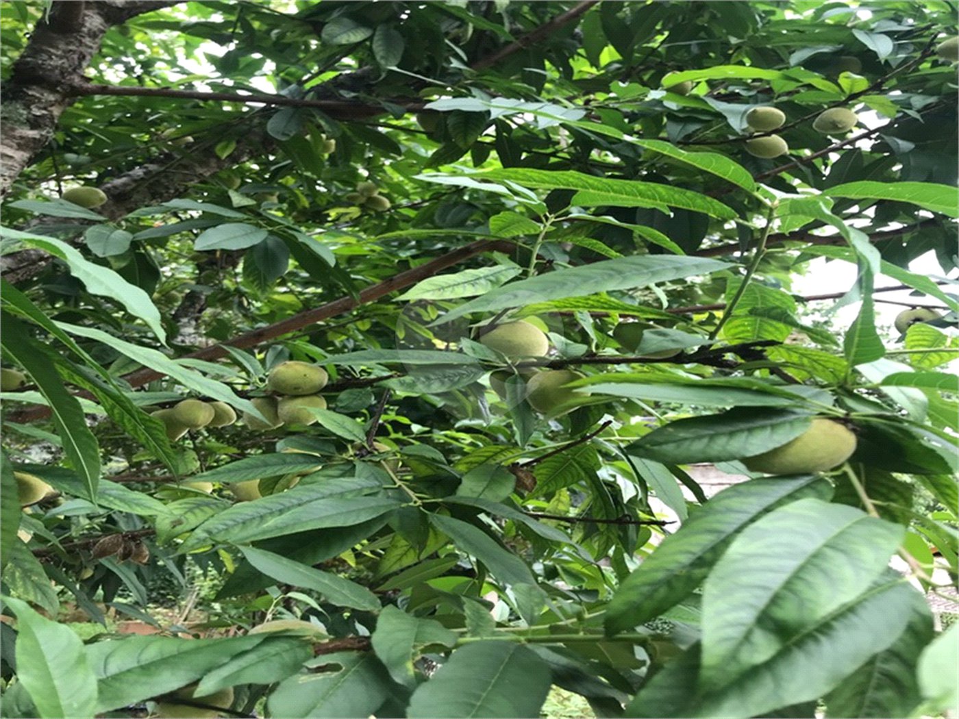 Sobrado à venda com 3 suítes em Serra da Cantareira, Mairiporã, SP
