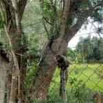 Chácara à venda em Sorocamirim (canguera), São Roque, SP