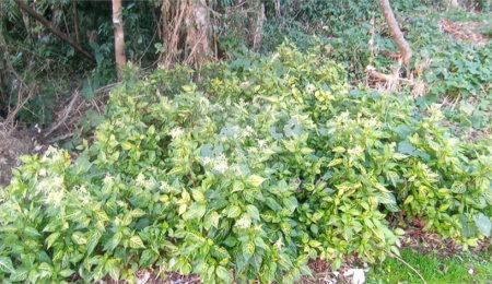 Terreno à venda no condomínio Sausalito, Mairiporã - SP