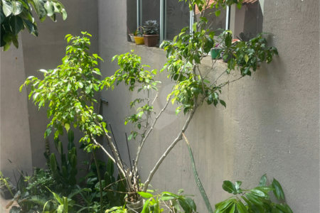 Casa à venda com 14 quartos em Vila Ipojuca, São Paulo, SP