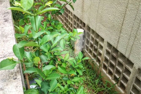 Apartamento Garden na Mooca com 322m² com 4 dormitórios 5 vagas Estuda Permuta