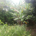 Chácara à venda com 4 quartos, sendo 2 suítes, em Serra da Cantareira, Mairiporã, SP