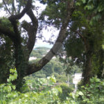 Terreno à venda em Jardim Paulista, Atibaia, SP
