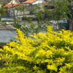 Terreno à venda em Vila Fiuza, Guarulhos, SP