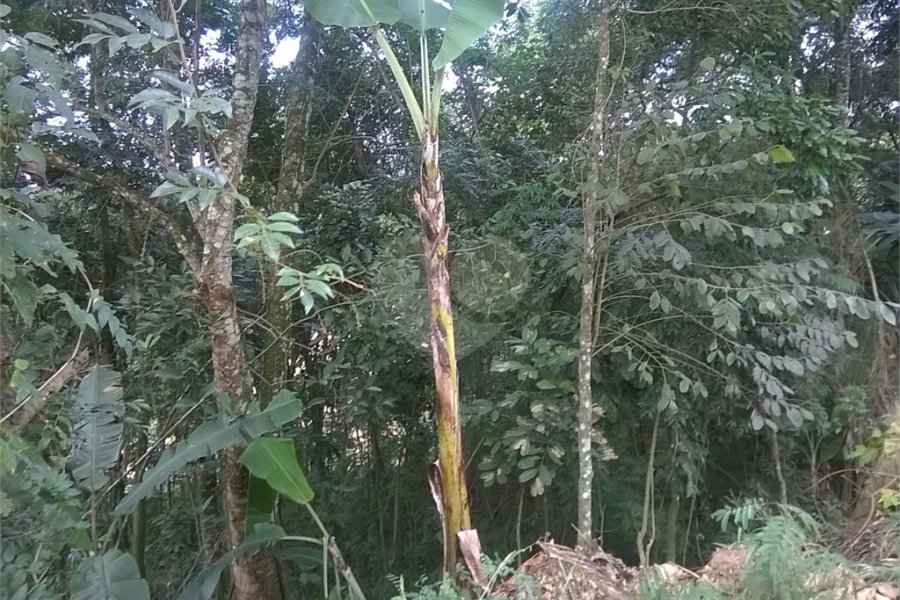 Terreno à venda em Serra da Cantareira, Mairiporã, SP