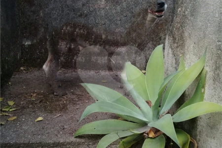 Terreno à venda com 5 quartos em Chácara Califórnia, São Paulo, SP