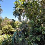 Terreno à venda em Horto Florestal, São Paulo, SP