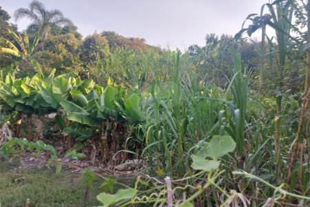 Terreno à venda em Santa Claudina, Vinhedo, SP