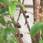 Sobrado à venda com 4 quartos, sendo 1 suíte, em Jardim Novo Mundo, São Paulo, SP