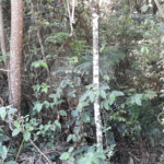 Terreno à venda em Roseira, Mairiporã, SP