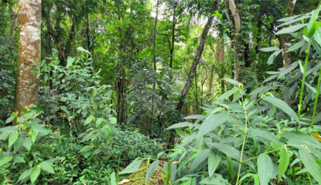 Terreno à venda no condomínio Cantareira, Mairiporã - SP