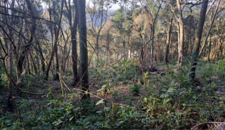 Terreno à venda em Serra da Cantareira, Mairiporã, SP
