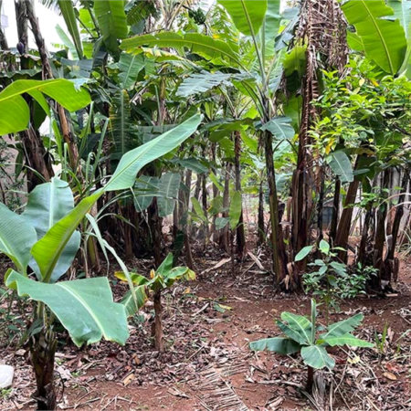 Terreno à venda em Santana, São Paulo, SP