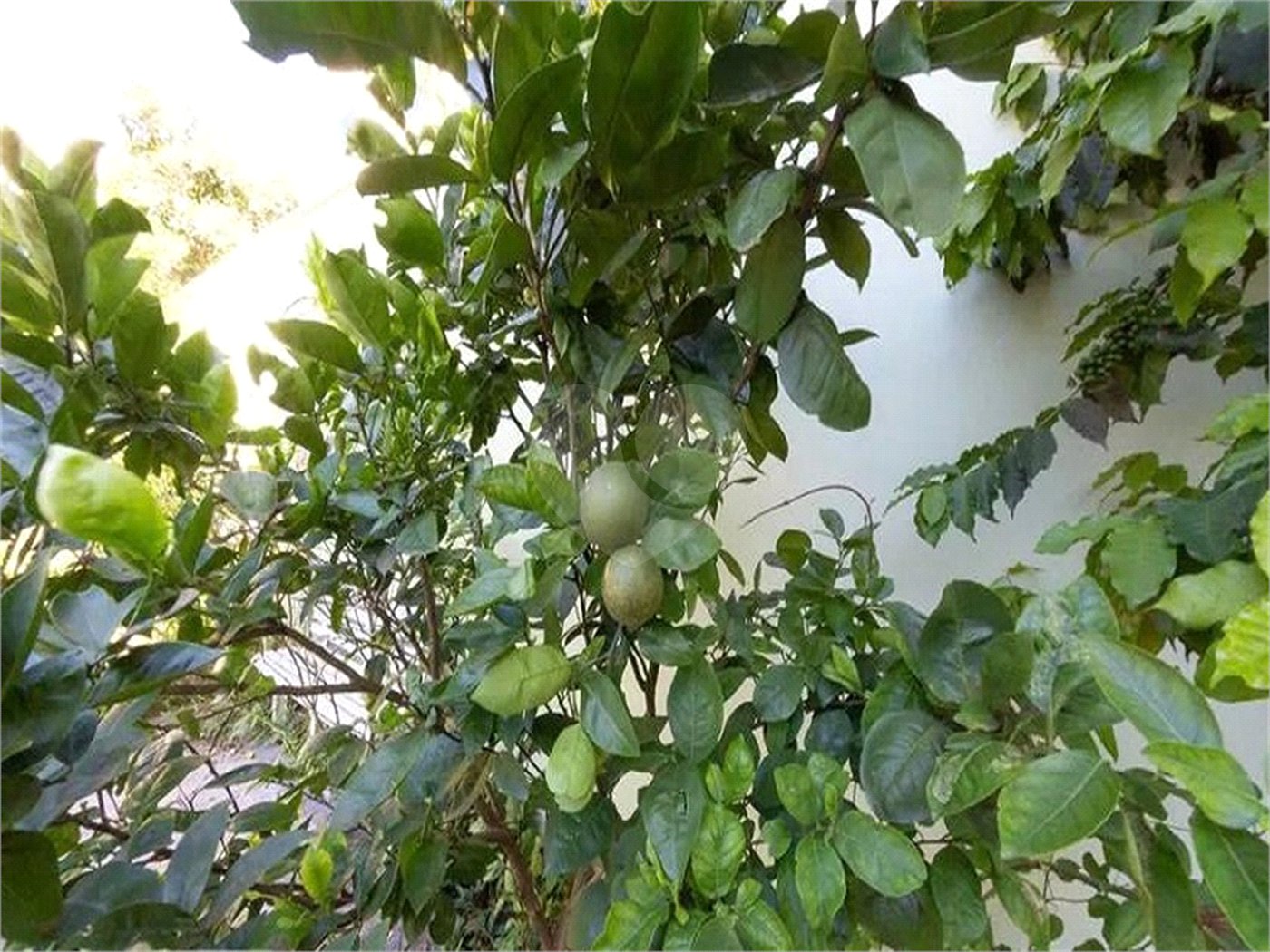 Sobrado à venda ou para alugar com 4 suítes em Vila Paulicéia, São Paulo, SP