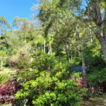 Sítio à venda com 3 quartos em Vila Darcy Penteado (mailasqui), São Roque, SP