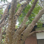 Terreno à venda em Jardim Bela Vista, Guarulhos, SP