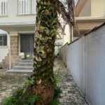 Casa com 3 dormitórios para alugar, 284 m² por R$ 21.162,89 - Gonzaga - Santos/SP