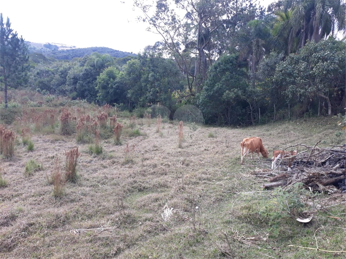 Chácara à venda com 4 quartos, sendo 2 suítes, em Jardim Conceição, São Roque, SP