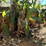 Terreno à venda em Vila Mazzei, São Paulo, SP