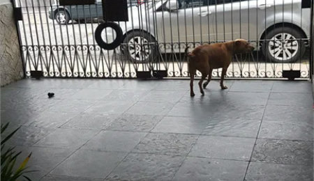 Sobrado à venda com 3 quartos, sendo 1 suíte, em Jardim Olympia, São Paulo, SP