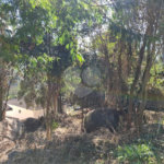 Terreno à venda em Horto, São Paulo, SP