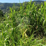 Terreno à venda em Luiz Fagundes, Mairiporã, SP