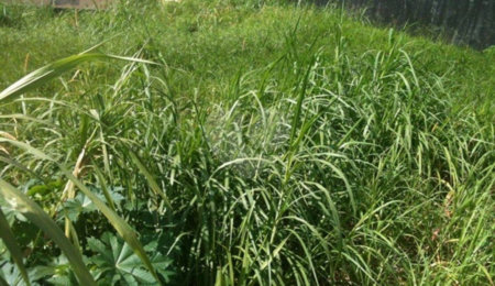 Terreno à venda em Tremembé, São Paulo, SP