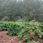 Chácara à venda em Campo Grande, Pilar do Sul, SP