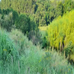 Área de Terra à venda em Três Pistas, Atibaia, SP