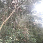Terreno à venda em Suasalito, Mairiporã, SP