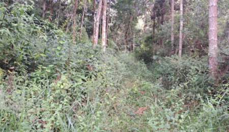 Área de Terra à venda em Terra Preta (terra Preta), Mairiporã, SP