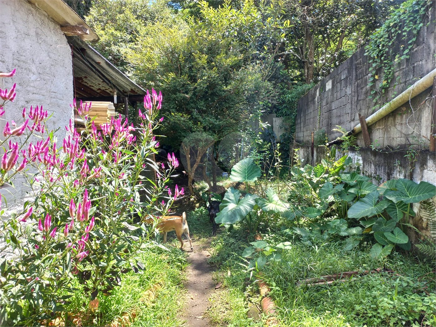 Casa Térrea à venda com 2 quartos em Horto Florestal, São Paulo, SP