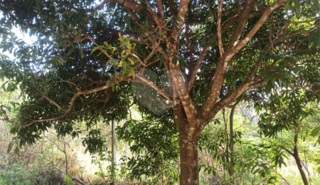 Terreno à venda em Bosque dos Eucalíptos, Atibaia, SP